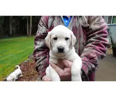 Yellow Labrador Puppies for Sale - 2