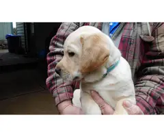 Yellow Labrador Puppies for Sale - 3