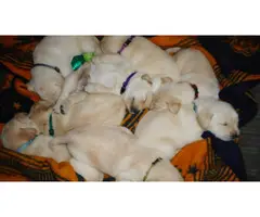 Yellow Labrador Puppies for Sale - 4