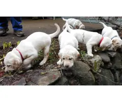 Yellow Labrador Puppies for Sale - 5