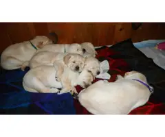 Yellow Labrador Puppies for Sale - 6