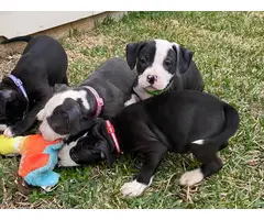 9 weeks old Pitbull puppies for sale - 1