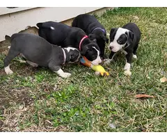 9 weeks old Pitbull puppies for sale - 2