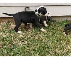 9 weeks old Pitbull puppies for sale - 3