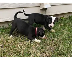9 weeks old Pitbull puppies for sale - 4