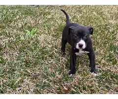 9 weeks old Pitbull puppies for sale - 5