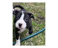 9 weeks old Pitbull puppies for sale - 6