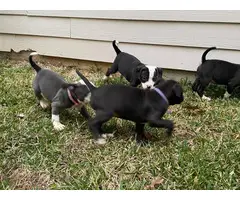 9 weeks old Pitbull puppies for sale - 7