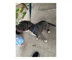 9 weeks old Pitbull puppies for sale - 8