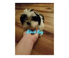 6 adorable shih tzu puppies available