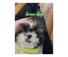 6 adorable shih tzu puppies available - 3