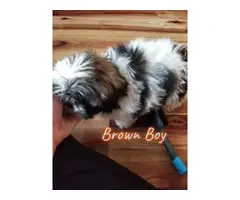 6 adorable shih tzu puppies available - 4