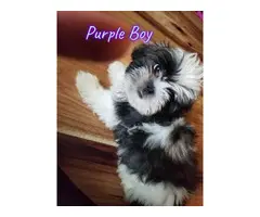 6 adorable shih tzu puppies available - 6