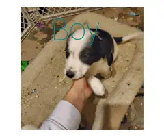 6 Beagle puppies need good homes - 1