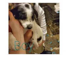 6 Beagle puppies need good homes - 2