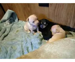 Chihuahua puppies (Applehead) for Adoption - 1