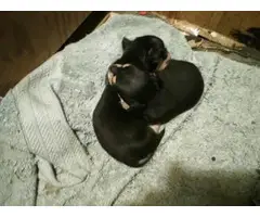 Chihuahua puppies (Applehead) for Adoption - 2