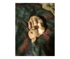 Chihuahua puppies (Applehead) for Adoption - 4
