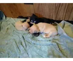 Chihuahua puppies (Applehead) for Adoption - 5