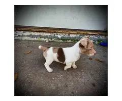 UKC short-legged Rat Terrier puppies