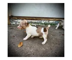 UKC short-legged Rat Terrier puppies - 3