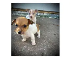 UKC short-legged Rat Terrier puppies - 6