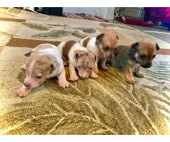 UKC short-legged Rat Terrier puppies - 7