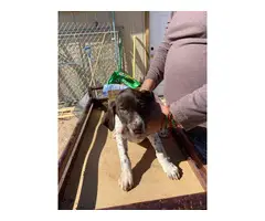 Fullblooded AKC registered German shorthaired pointers