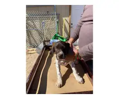 Fullblooded AKC registered German shorthaired pointers