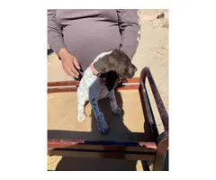 Fullblooded AKC registered German shorthaired pointers
