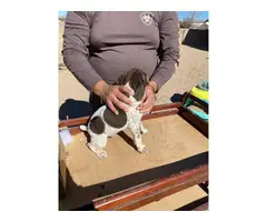 Fullblooded AKC registered German shorthaired pointers