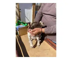Fullblooded AKC registered German shorthaired pointers