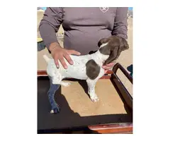 Fullblooded AKC registered German shorthaired pointers