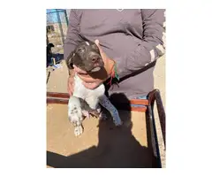 Fullblooded AKC registered German shorthaired pointers