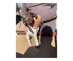 Fullblooded AKC registered German shorthaired pointers