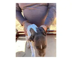 Fullblooded AKC registered German shorthaired pointers