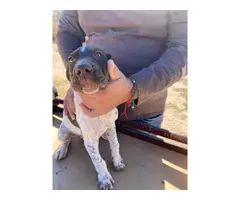 Fullblooded AKC registered German shorthaired pointers