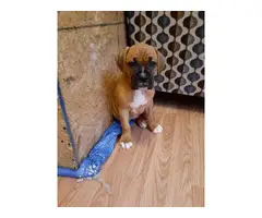 4 males and 3 females Boxer puppies for sale