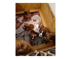 4 males and 3 females Boxer puppies for sale - 7