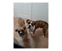 4 males and 3 females Boxer puppies for sale - 8