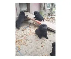 4 AKC black Lab puppies for sale