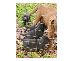 4 AKC black Lab puppies for sale - 2