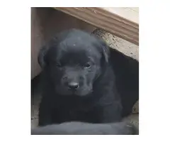 4 AKC black Lab puppies for sale - 3