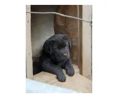 4 AKC black Lab puppies for sale - 4