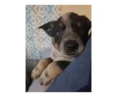3 Blue Heeler puppies available