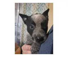 3 Blue Heeler puppies available - 5