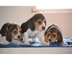 3 tri-colored male beagle puppies
