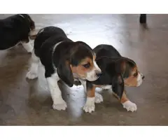 3 tri-colored male beagle puppies - 2