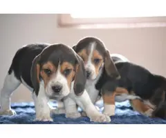 3 tri-colored male beagle puppies - 3