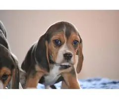 3 tri-colored male beagle puppies - 5